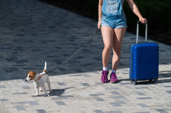 Una mujer sin rostro en pantalones cortos y zapatillas de deporte está caminando con el equipaje en las manos y un cachorro Jack Russell Terrier con una correa. Patas femeninas, maleta azul sobre ruedas y un perro en la acera. Viajar con una mascota . — Foto de Stock
