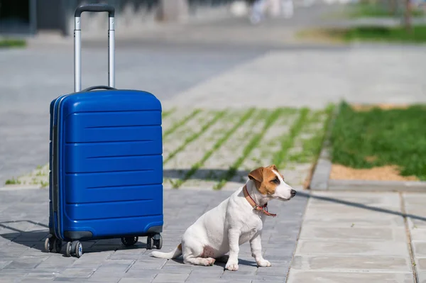 Een eenzame puppy Jack Russell Terrier zit op de stoep naast een blauwe koffer. Kleine hondenreiziger rustend op de weg met bagage. Zomervakantie alleen. — Stockfoto