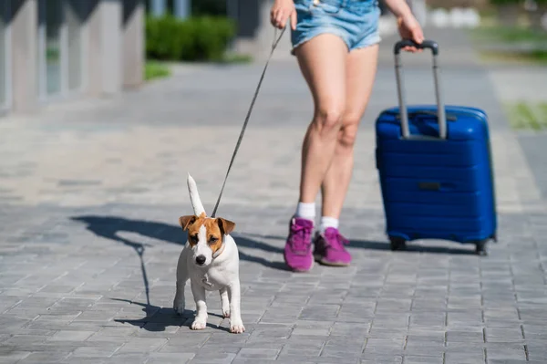 短パンとスニーカーの顔のない女性が手に荷物を持って歩いていて、子犬のジャック・ラッセル・テリアが綱の上に乗っています。女性の足、車輪の上の青いスーツケース、歩道の犬。ペットと旅行する. — ストック写真