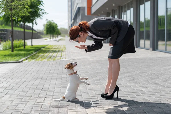 スーツを着たビジネスマンの女性とハイヒールは、路上でジャック・ラッセル・テリアの子犬を訓練しています。小さな犬は屋外で奉仕するための命令を満たしています。犬のハンドラーとペットの目の接触. — ストック写真