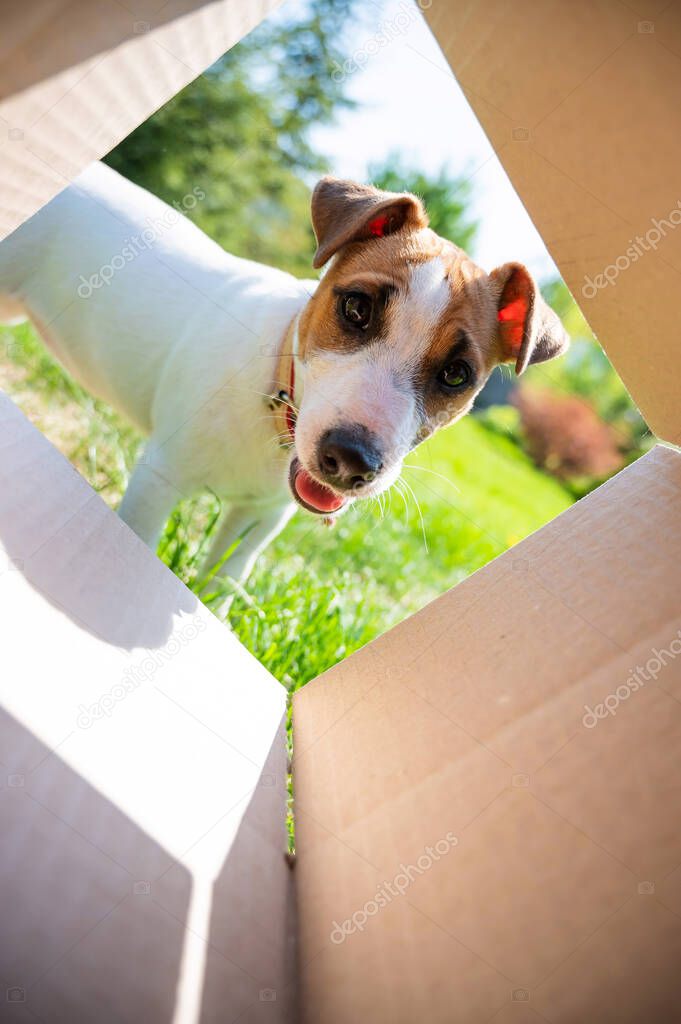 A curious dog is looking at something inside a cardboard box in a park. Puppy Jack Russell Terrier peeks into a box outdoors. View from the bottom.