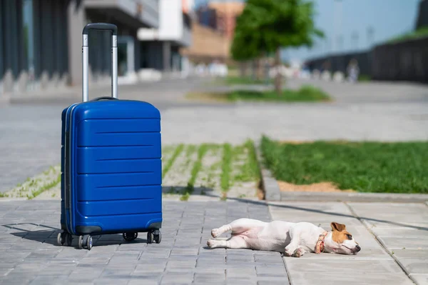 Ein einsamer Welpe Jack Russell Terrier liegt auf dem Bürgersteig neben einem blauen Koffer. Kleiner Hundereisender mit Gepäck auf der Straße liegend. Sommerurlaub allein. — Stockfoto