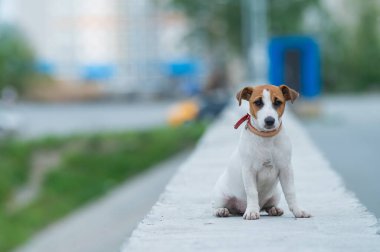 Korkmuş bir köpek yavrusu korkulukta tek başına oturur. Küçük üzgün bir köpek şehirde bir sokakta kayboldu. Komik Jack Russell Terrier dışarıda yalnız..