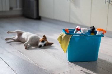 Mutfakta mavi bir kova temizlik ürününün yanında üzgün bir köpek yavrusu yatıyor. Bir deterjan seti, ev temizliği için bir bez parçası ve apartmanın ahşap zemininde küçük bir köpek. Kimse yok..