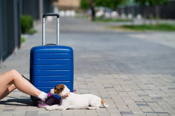 Gezichtloze vrouw gekleed in korte broek zit op de stoep met een huisdier. Een hond aan de voeten van de eigenaar op straat. Een meisje reist met een blauwe koffer en een puppy van Jack Russell Terrier. — Stockfoto