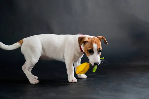 Cão bonito carrega uma tulipa em sua boca e brinca alegremente em um fundo preto. Cachorrinho de raça pura Jack Russell Terrier dá uma flor de primavera amarela em 8 de março. . — Fotografia de Stock