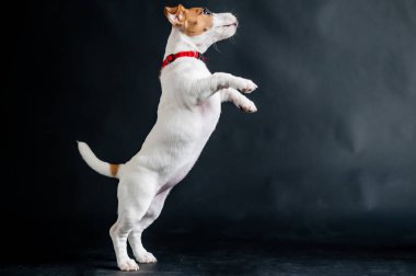 Şirin küçük köpek sevinçle atlıyor ve stüdyoda siyah bir arka planda oynuyor. Safkan köpek yavrusu Jack Russell Terrier hareket halinde..