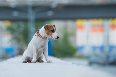 Korkmuş bir köpek yavrusu korkulukta tek başına oturur. Küçük üzgün bir köpek şehirde bir sokakta kayboldu. Komik Jack Russell Terrier dışarıda yalnız..