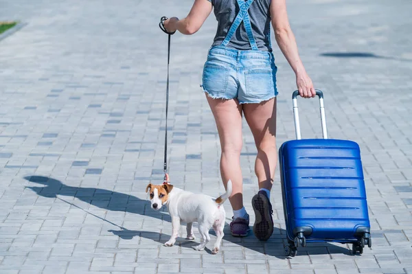 Een gezichtloze vrouw in shorts en sneakers loopt met bagage in handen en een puppy Jack Russell Terrier aan de lijn. Vrouwelijke benen, blauwe koffer op wielen en een hond op de stoep. Reizen met een huisdier. — Stockfoto