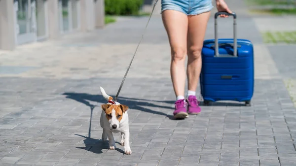 Eine gesichtslose Frau in kurzen Hosen und Turnschuhen geht mit Gepäck in der Hand und einem Welpen Jack Russell Terrier an der Leine. Frauenbeine, blauer Koffer auf Rädern und ein Hund auf dem Bürgersteig. Reisen mit einem Haustier. — Stockfoto