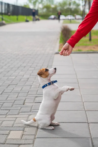 Il cucciolo Jack Russell Terrier esegue il comando. Un piccolo cane divertente in un colletto blu gioca con il proprietario mentre cammina. Il compagno perfetto. Un addestratore di cani donna sta addestrando un animale domestico intelligente . — Foto Stock