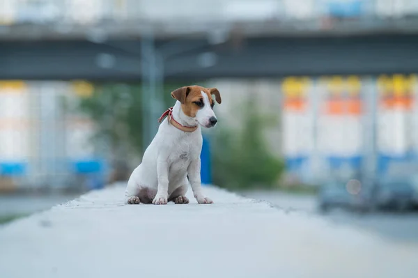 Um cachorro assustado e assustado senta-se sozinho em um parapeito. Um cãozinho triste perdeu-se numa rua da cidade. Engraçado Jack Russell Terrier solitário ao ar livre . — Fotografia de Stock