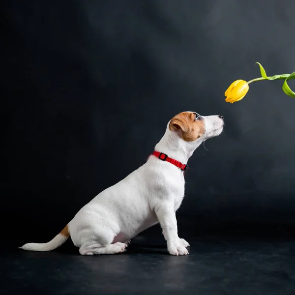 Mujer burlas divertido cachorro con flor en el estudio. Un perro travieso busca un tulipán sobre un fondo negro. Mano femenina juega con jack russell terrier. — Foto de Stock