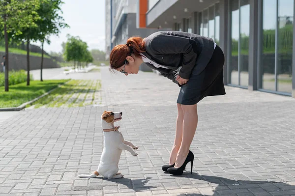 Affärskvinna i kostym och högklackat tränar en valp av Jack Russell Terrier på gatan. En liten hund uppfyller ett kommando att tjäna utomhus. Ögonkontakt av husdjur med hund handler. — Stockfoto