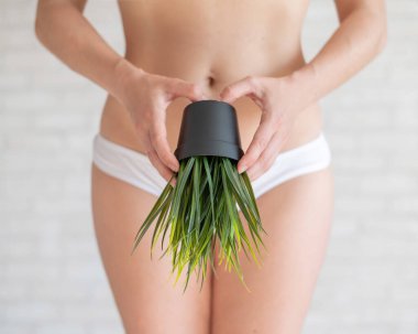 Bikini bölgesi tüy dökücü. Brezilyalı lazer bikini çizgisi saç kesimi reklamı. Beyaz iç çamaşırlı bir kadın saksı çiçeği tutuyor. Samimi bölgede bitki örtüsü salgını.