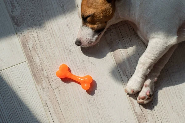 Portret van een schattig hondje dat naast een rubberen bot slaapt. Puppy dommelt op de vloer in de zon. Jack Russell Terrier tijdens het rusten. — Stockfoto