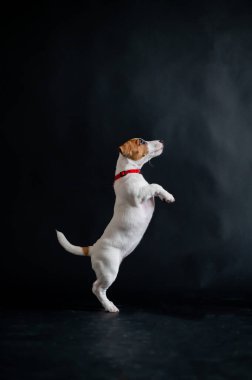 Şirin küçük köpek sevinçle atlıyor ve stüdyoda siyah bir arka planda oynuyor. Safkan köpek yavrusu Jack Russell Terrier hareket halinde..
