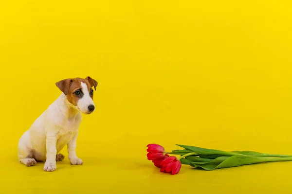 Posłuszny pies siedzi obok czerwonych tulipanów w studio na żółtym tle. Romantyczny szczeniak Jack Russell Terrier gratuluje miłośnikom Walentynek i daje bukiet kwiatów. — Zdjęcie stockowe