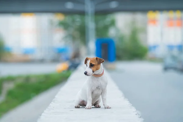 En rädd skrämd valp sitter ensam på en parapet. En ledsen liten hund gick vilse på en gata i stan. Rolig Jack Russell Terrier ensam utomhus. — Stockfoto