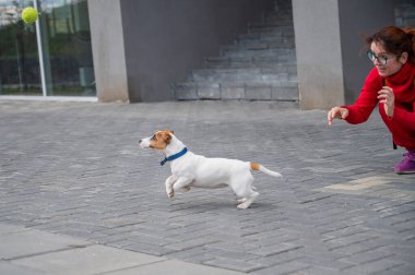 Emri Yavru Jack Russell Terrier veriyor. Mavi yakalı komik bir köpek, yürürken sahibiyle oynar. Mükemmel yoldaş. Dişi bir köpek bakıcısı akıllı bir evcil hayvanı eğitiyor..