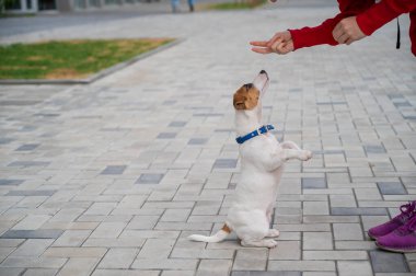 Emri Yavru Jack Russell Terrier veriyor. Mavi yakalı komik bir köpek, yürürken sahibiyle oynar. Mükemmel yoldaş. Dişi bir köpek bakıcısı akıllı bir evcil hayvanı eğitiyor..