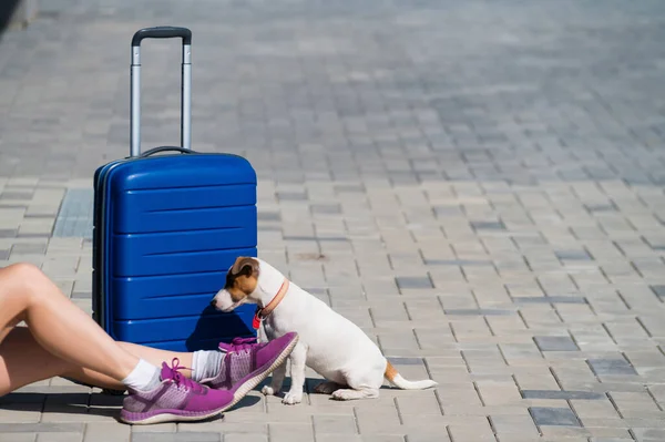 Gesichtslose Frau in kurzen Hosen sitzt mit einem Haustier auf dem Bürgersteig. Ein Hund zu Füßen seines Besitzers auf der Straße. Ein Mädchen reist mit einem blauen Koffer und einem Welpen von Jack Russell Terrier. — Stockfoto