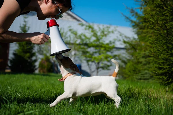 Una donna urla contro un cane bugiardo attraverso un megafono. La ragazza tira fuori un cucciolo Jack Russell Terrier e giura con un altoparlante nel parco. Allenatore canino femmina animale domestico all'aperto . — Foto Stock