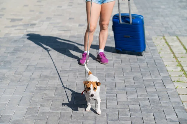 Una mujer sin rostro en pantalones cortos y zapatillas de deporte está caminando con el equipaje en las manos y un cachorro Jack Russell Terrier con una correa. Patas femeninas, maleta azul sobre ruedas y un perro en la acera. Viajar con una mascota . — Foto de Stock