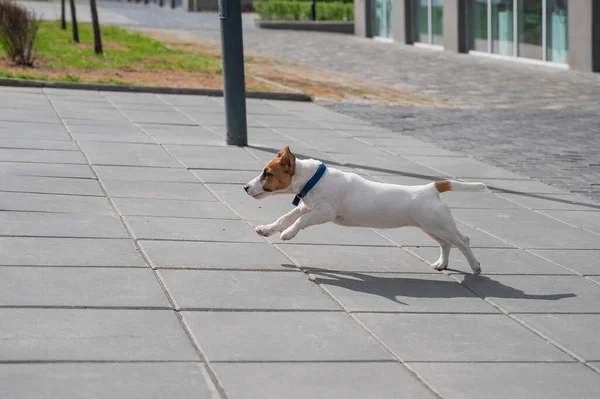 Welpe Jack Russell Terrier läuft auf dem Bürgersteig. Ein kleiner lustiger Hund mit blauem Halsband spielt beim Gassigehen. Der perfekte Begleiter. Kluges Haustier. — Stockfoto