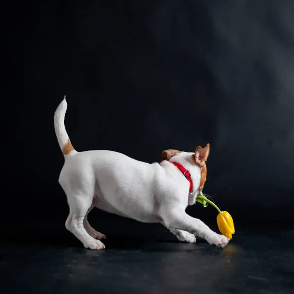 Um cãozinho bonito carrega uma tulipa na boca e brinca alegremente. Cachorrinho de raça pura Jack Russell Terrier come uma flor de primavera amarela em um fundo preto no estúdio . — Fotografia de Stock