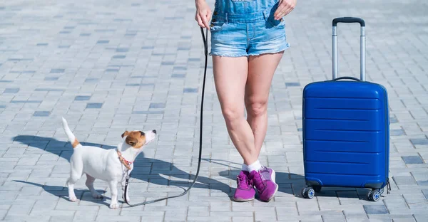 Eine gesichtslose Frau in kurzen Hosen und Turnschuhen geht mit Gepäck in der Hand und einem Welpen Jack Russell Terrier an der Leine. Frauenbeine, blauer Koffer auf Rädern und ein Hund auf dem Bürgersteig. Reisen mit einem Haustier. — Stockfoto