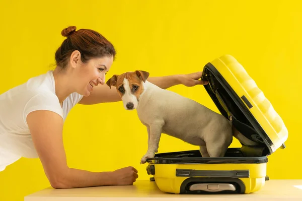 Gelukkige vrouw houdt een open koffer met een hond binnen op een gele achtergrond. Jack Russell Terrier puppy zit in een bagagezak en is klaar om te reizen. Lachend meisje. — Stockfoto