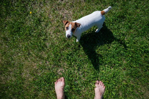 Lojalny pies patrzy na właściciela. Zabawny szczeniak Jack Russell Terrier stojący obok gołych męskich stóp na zielonej trawie. Widok z góry. Bezimienny mężczyzna patrzy na zwierzaka spacerującego po parku. — Zdjęcie stockowe