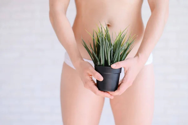 Depilación del área del bikini. Publicidad depilación de línea de bikini láser brasileño. Una mujer en ropa interior blanca sostiene una planta en maceta. Epilación de vegetación en la zona íntima . — Foto de Stock