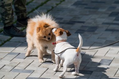 Aktif köpekler dışarıda savaşır. Jack Russell Terrier ve Alman Spitz ısırığı. İki dekoratif köpeğin parkta oynadığı vahşi oyunlar. Çim delikli asfalt döşeme üzerinde..