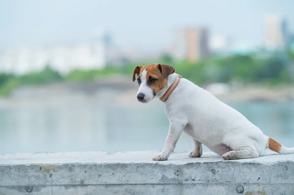 Um cachorro assustado e assustado senta-se sozinho em um parapeito. Um cãozinho triste perdeu-se numa rua da cidade. Engraçado Jack Russell Terrier solitário ao ar livre . — Fotografia de Stock