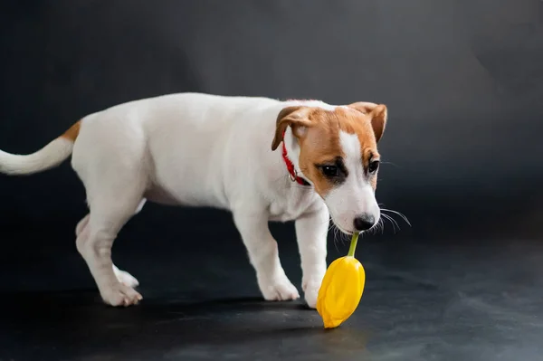 Cão bonito carrega uma tulipa em sua boca e brinca alegremente em um fundo preto. Cachorrinho de raça pura Jack Russell Terrier dá uma flor de primavera amarela em 8 de março. . — Fotografia de Stock