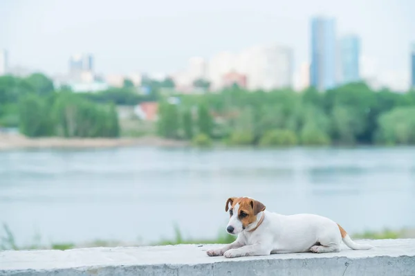 O cachorro assustado está no parapeito. Cão assustado Jack Russell Terrier na margem do rio contra o pano de fundo da cidade . — Fotografia de Stock