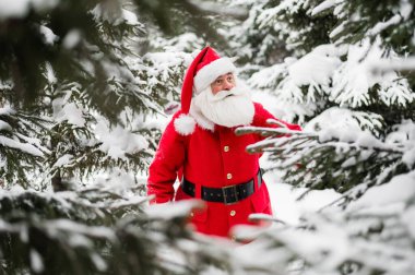 Şaşırmış Noel Baba, Laponya 'nın Kuzey Kutbu' ndaki karlı kozalaklı bir ormanda yürüyor. Mutlu noeller. Kartpostal.