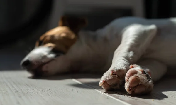 De hond slaapt op de grond. Close-up van een jack russell terrier liggend op een grijs laminaat. — Stockfoto