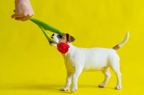 A naughty dog is jumping for a tulip in the studio on a yellow background. Funny puppy Jack Russell Terrier plays with his master and hunts for a Dutch flower.
