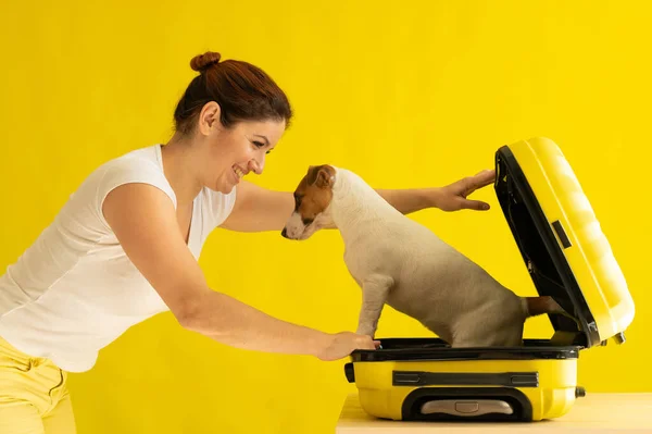 Il cane è seduto in una valigia accanto a una donna ridente su uno sfondo giallo. La ragazza sta facendo un viaggio con un animale domestico. Amore tra proprietario e cucciolo. — Foto Stock