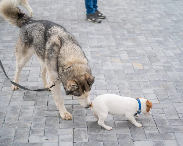 Iso husky koira talutushihnassa haistelee pientä ja pelokasta Jack Russell Terrier pentua.. — kuvapankkivalokuva