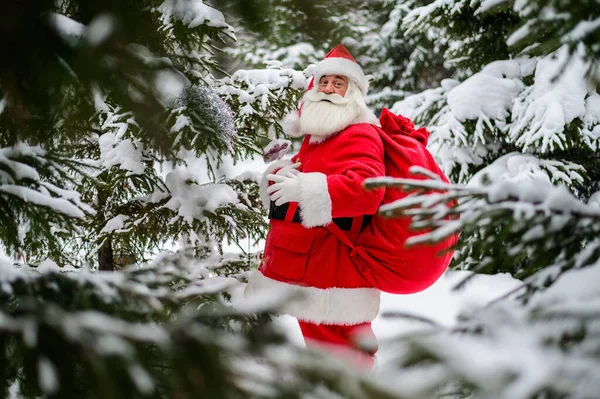 Surpris Père Noël marche à travers une forêt de conifères enneigée au pôle Nord en Laponie. Joyeux Noël. Carte postale. — Photo