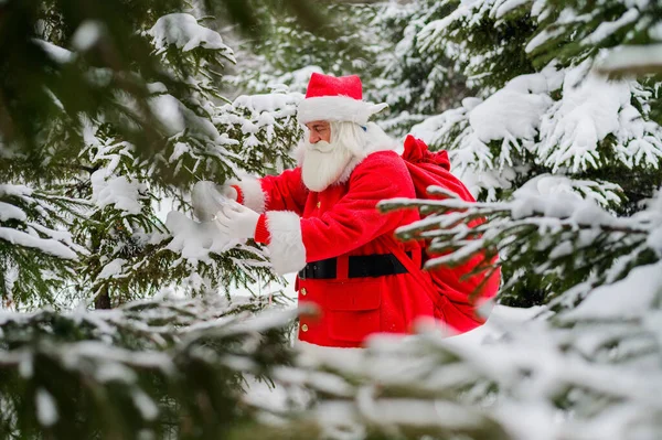 Surpris Père Noël marche à travers une forêt de conifères enneigée au pôle Nord en Laponie. Joyeux Noël. Carte postale. — Photo