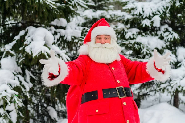 Санта Клаус вітає сніговий хвойний ліс у грудні. Різдвяний час. Літній сивоволосий чоловік у костюмі Миколая, який висить надворі.. — стокове фото