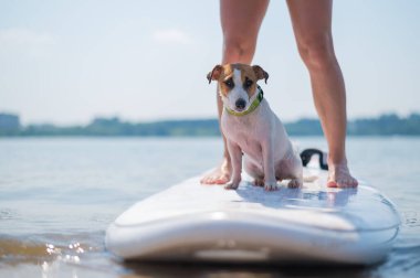 Küçük cesur bir köpek, sahibi gölde sörf tahtasının üzerinde sörf yapıyor. Kadın bacaklarının yanında sörf tahtasında oturan Jack Russell Terrier 'ın yakın çekimi. Su sporları.