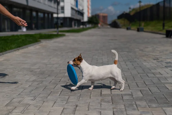 Una donna lancia un disco di plastica blu volante a Jack Russell Terrier all'aperto. Divertente giocoso cagnolino cattura e porta giocattolo al proprietario femminile. — Foto Stock