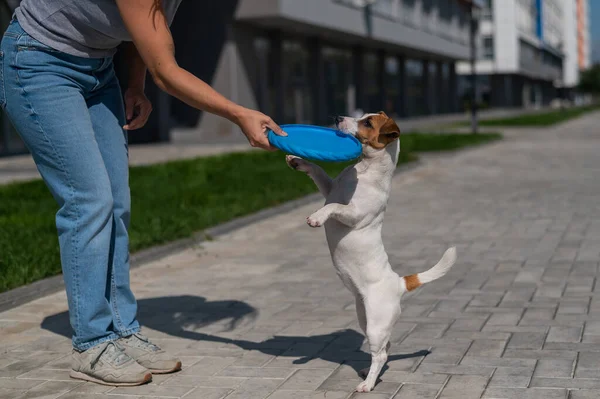 La mujer camina con Jack Russell Terrier al aire libre. divertido juguetón poco perro capturas y trae frisbee al propietario . — Foto de Stock