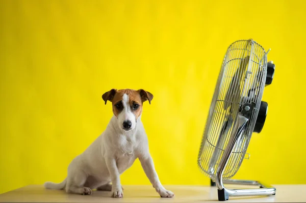 Un pequeño perro lindo se sienta en una mesa frente a un gran ventilador eléctrico sobre un fondo amarillo. Jack Russell Terrier es escalofriante en un caluroso día de verano. Brisa fría. — Foto de Stock